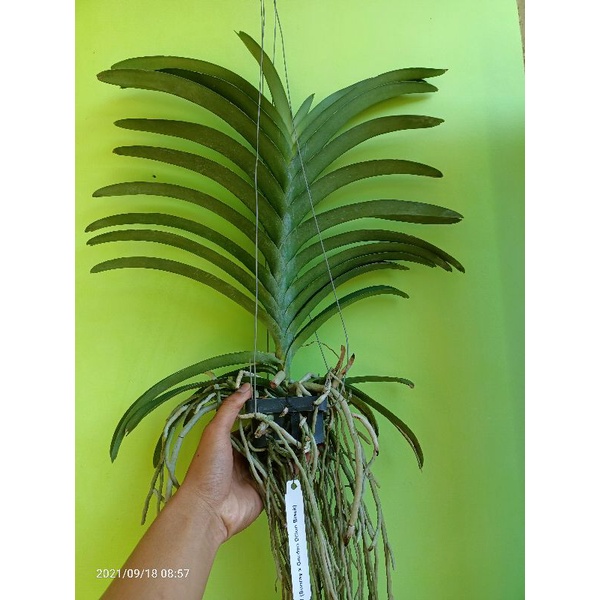 Anggrek vanda Dewasa unggu plant jumbo