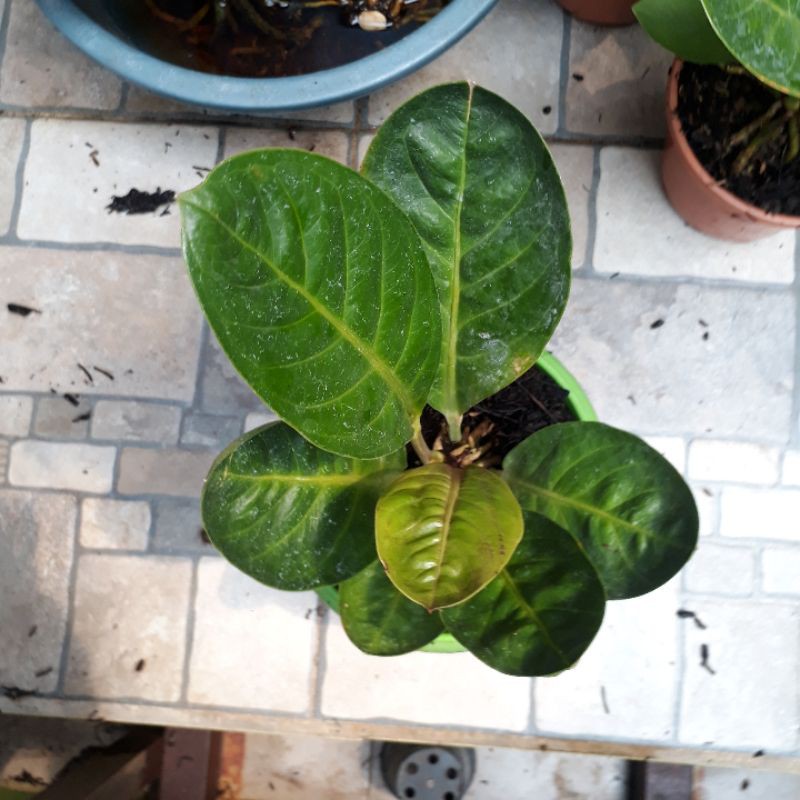 Jemani Mangkok Tornado