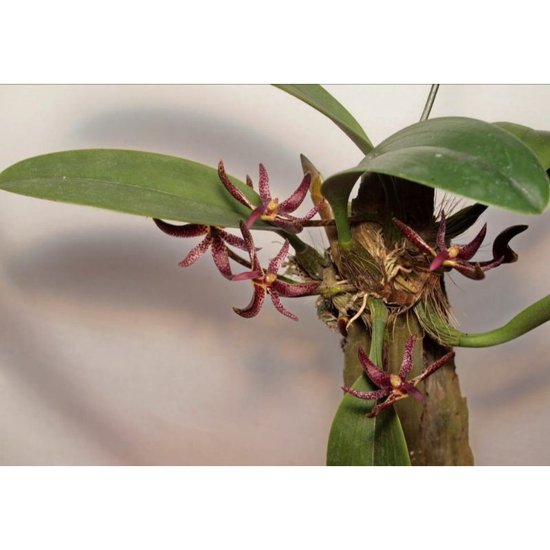 Bulbophyllum patens