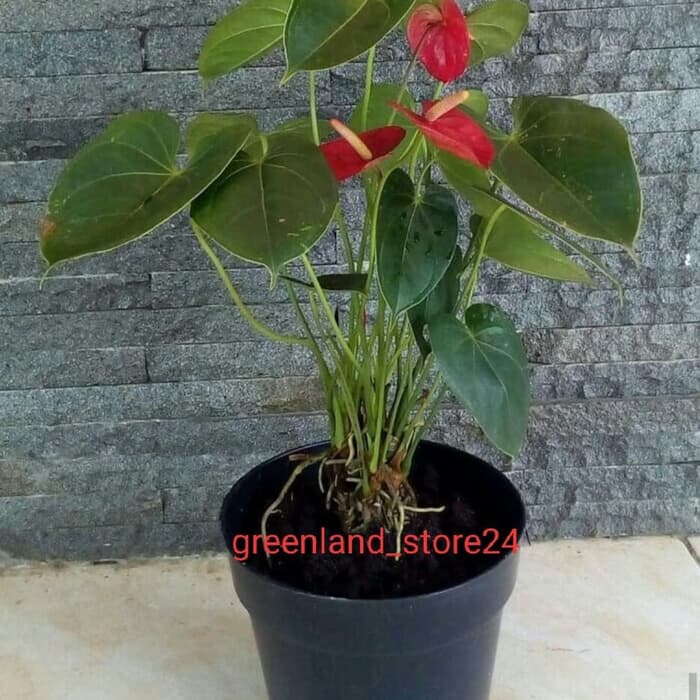 PROMO anthurium Mickey mouse - tanaman indoor - anthurium - anthurium bunga