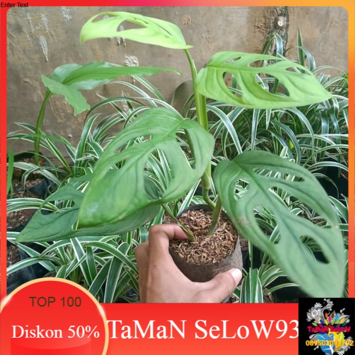 Tanaman Hias Janda Bolong/ Pohon Janda Bolong