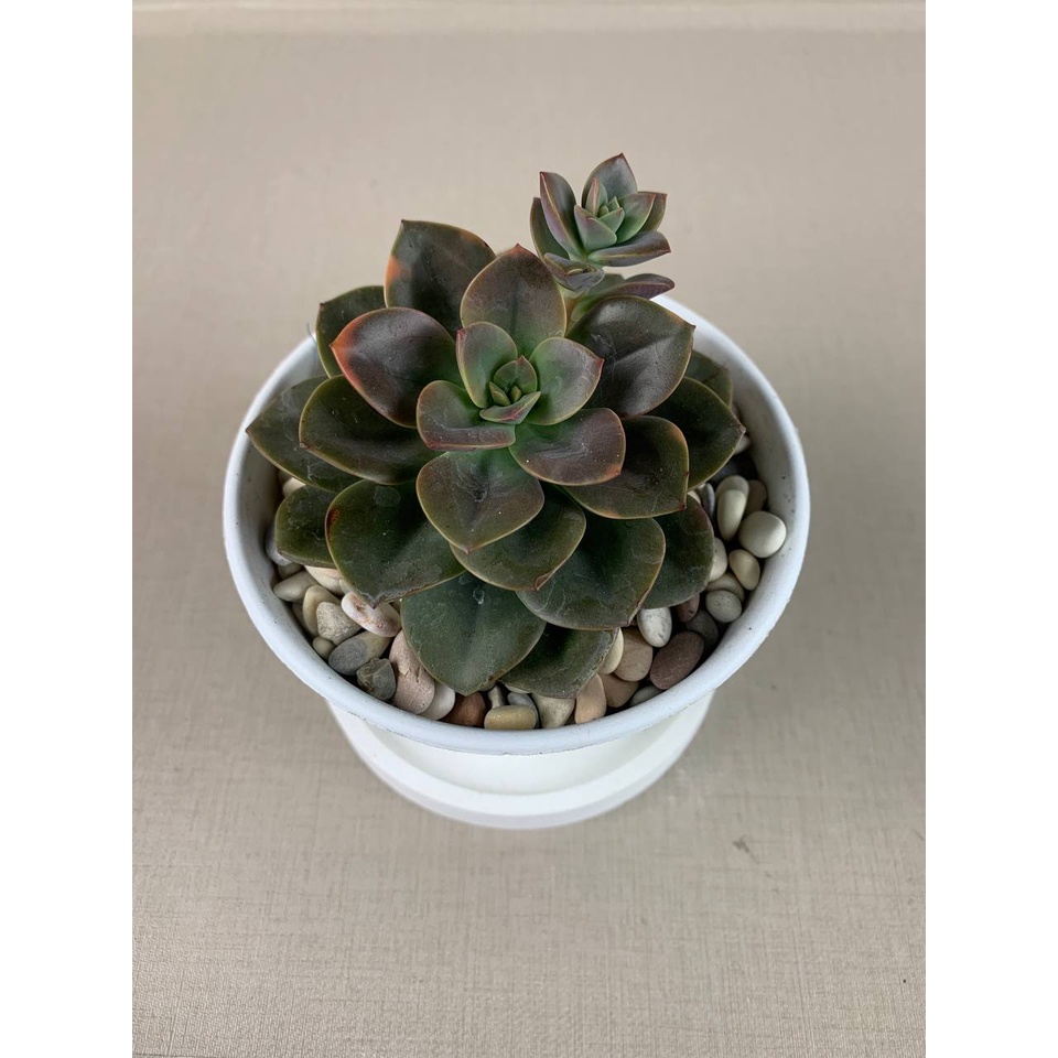 Kaktus Sukulen Echeveria Chroma Tanaman Hias