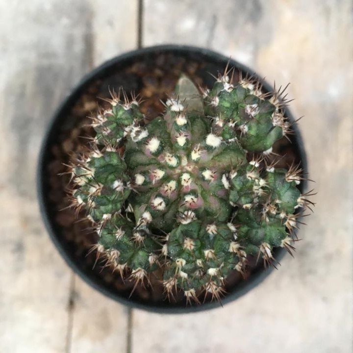 kaktus gymno t-lux grafting