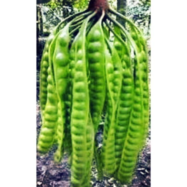 

Pete Garut Mantaf