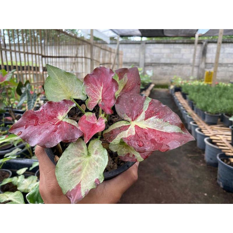 UMBI/BONGGOL Seedling/Umbi Caladium Red Hybrid - Caladium Thailand