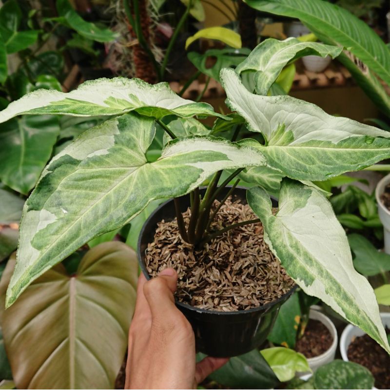 Syngonium Three King / Magic Marble