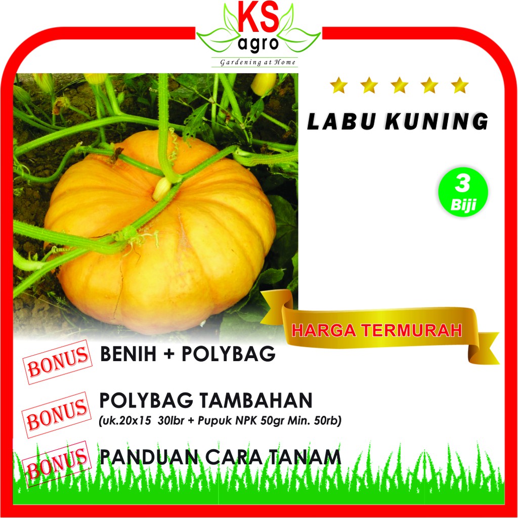 BENIH LABU KUNING BIBIT SAYURAN UNGGUL