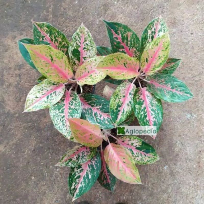 Aglonema Striptis ( STRIPTEASE ) - Aglopedia