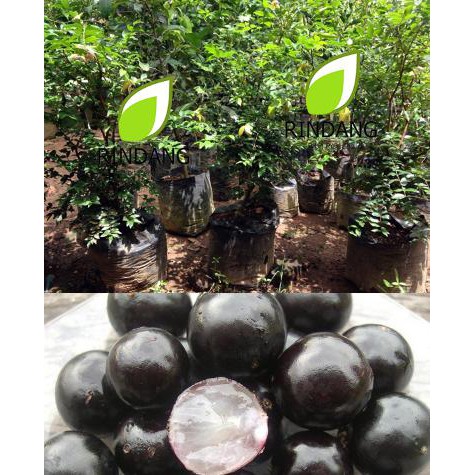 Bibit Anggur Brazil | Bibit Anggur Brasil | Bibit Jaboticaba | Murah any4r