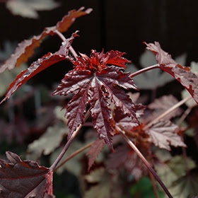 Tanaman Red Panama / Rosela Merah / Hibiscus Acetosella