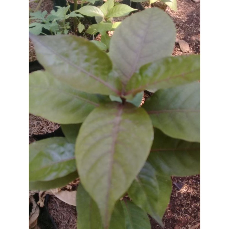 tanaman handeuleum/daun ungu