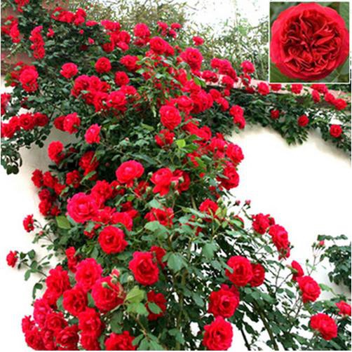 Bibit Benih Biji Bunga Mawar Rambat Red Climbing Rose - Bibit Tanaman Bunga Mawar Rambat Merah - COD