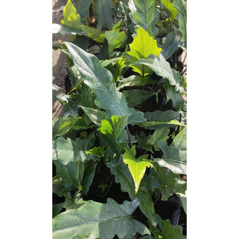 KELADI BLACK SIPIT/KERIS PAPUA