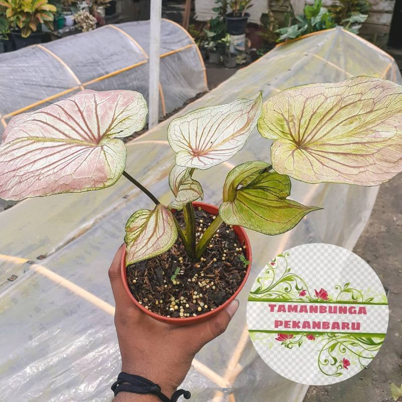 bonggol keladi caladium white angel