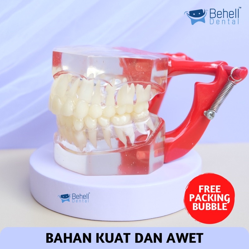 DENTAL STUDY MODEL GIGI TRANSPARAN - Patung Pantom Belajar Dental Ortho - Tidak Bisa Di Lepas Pasang - Model Gigi Mahasiswa Dokter Clear - Behelldental