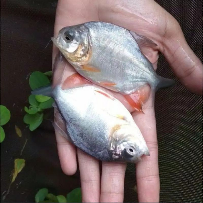 Bibit ikan bawal Berkualitas