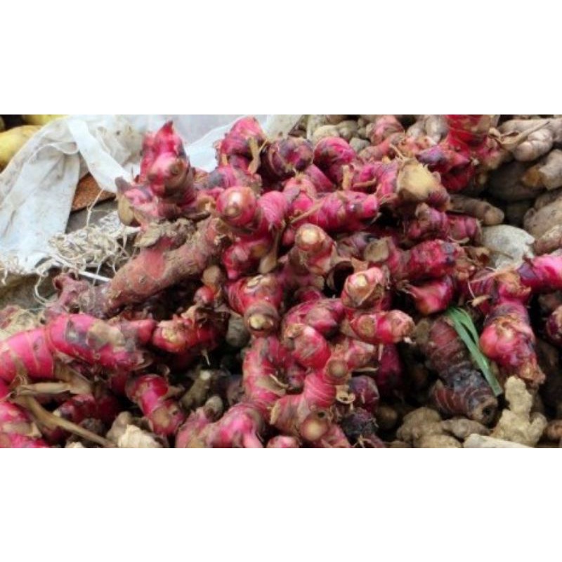 

1kg Jahe Merah Super Segar Dari Alam Fresh Red Ginger 1 kg