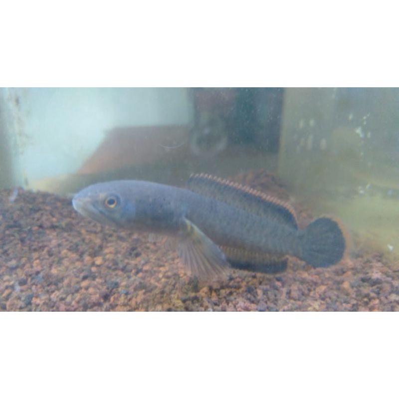 limbata cb 8 cm (kolpri)