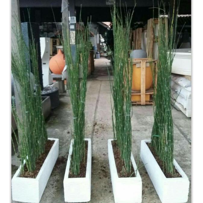 paket tanaman bambu air +pot