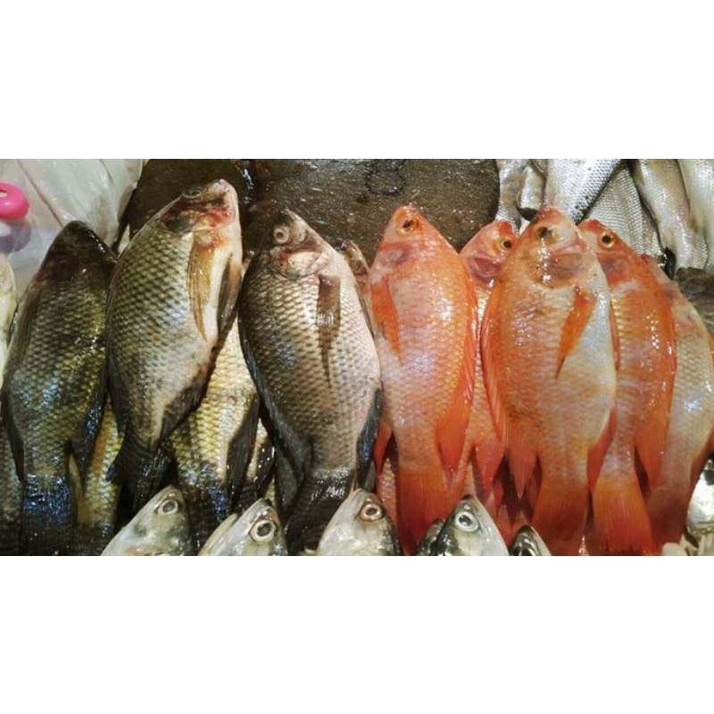 

Ikan nila konsumsi