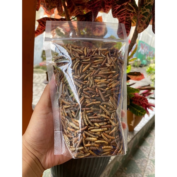 

magot kering berprotein tinggi