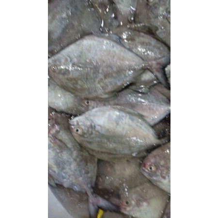 

BAWAL HITAM BAWAL LAUT FRESH DAN FROZEN BEKU IKAN SEGAR SEAFOOD NELAYAN