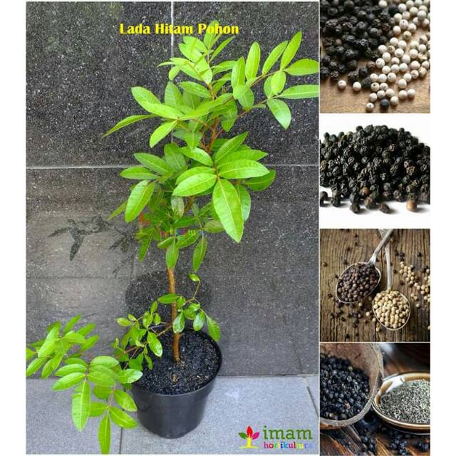 BIBIT LADA HITAM INDIA CANGKOK