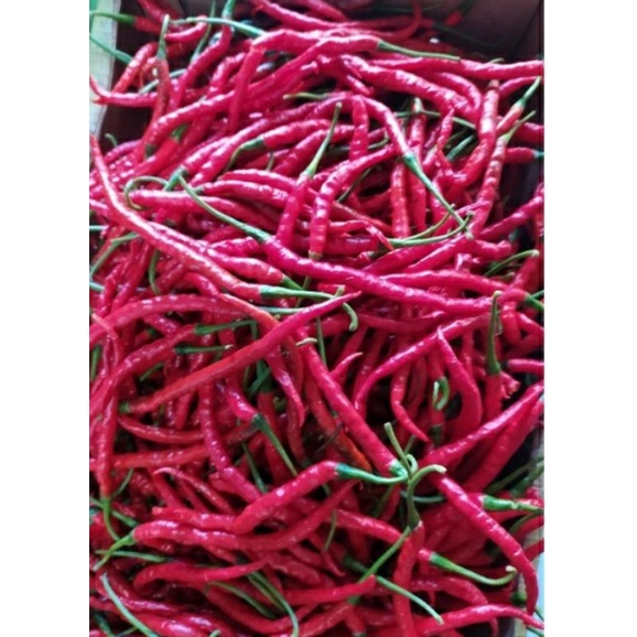 

cabe keriting,cabe merah keriting 200gram