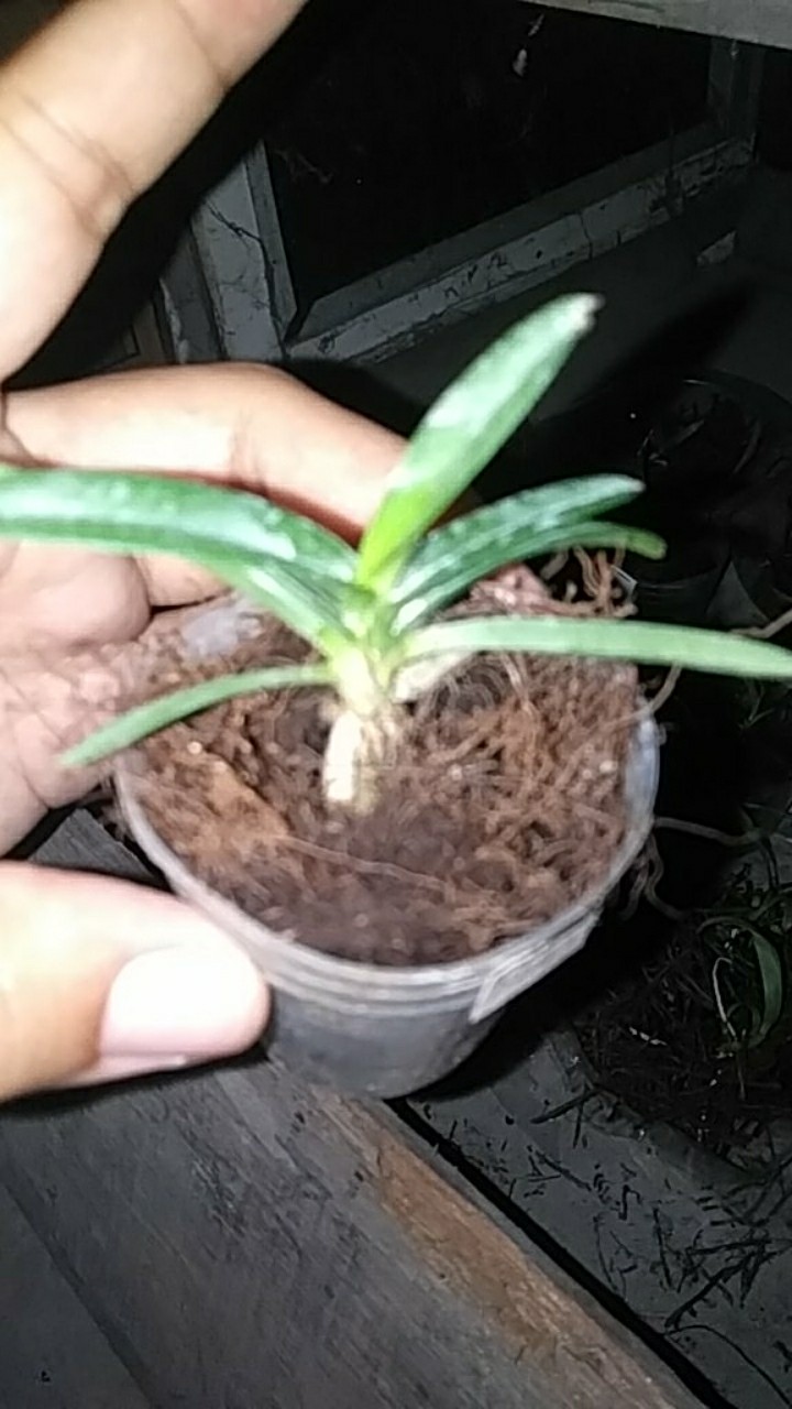 Seedling Vanda