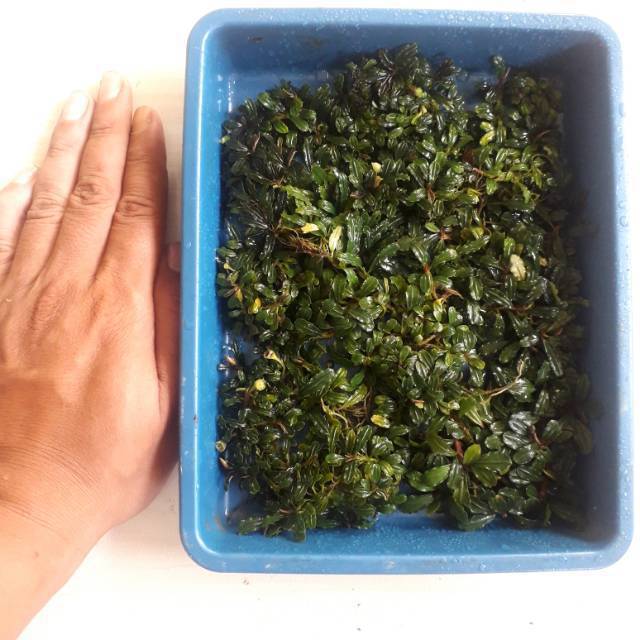 Buce mini coin porsi pernampan