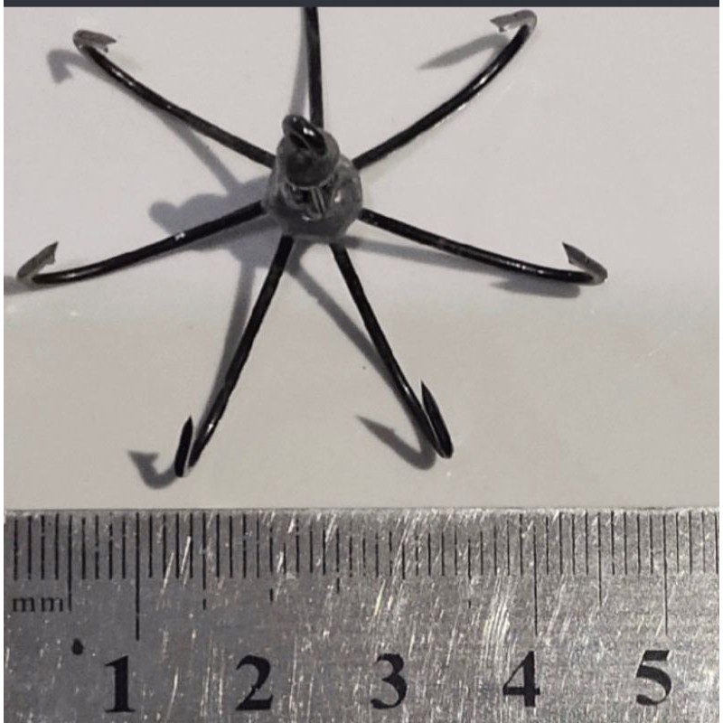 KAIL GARONG MATAHARI/CLITORIS