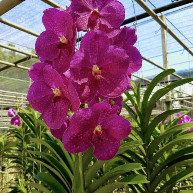 Vanda dewasa