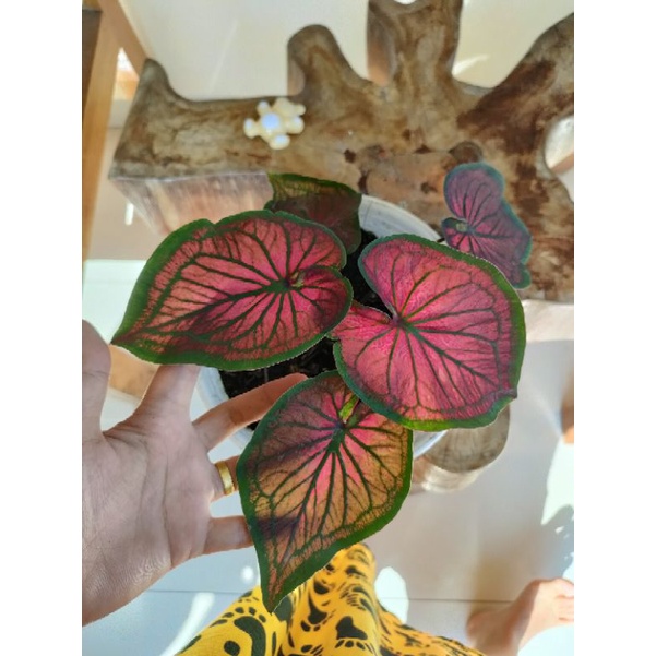 caladium tambuna dewasa