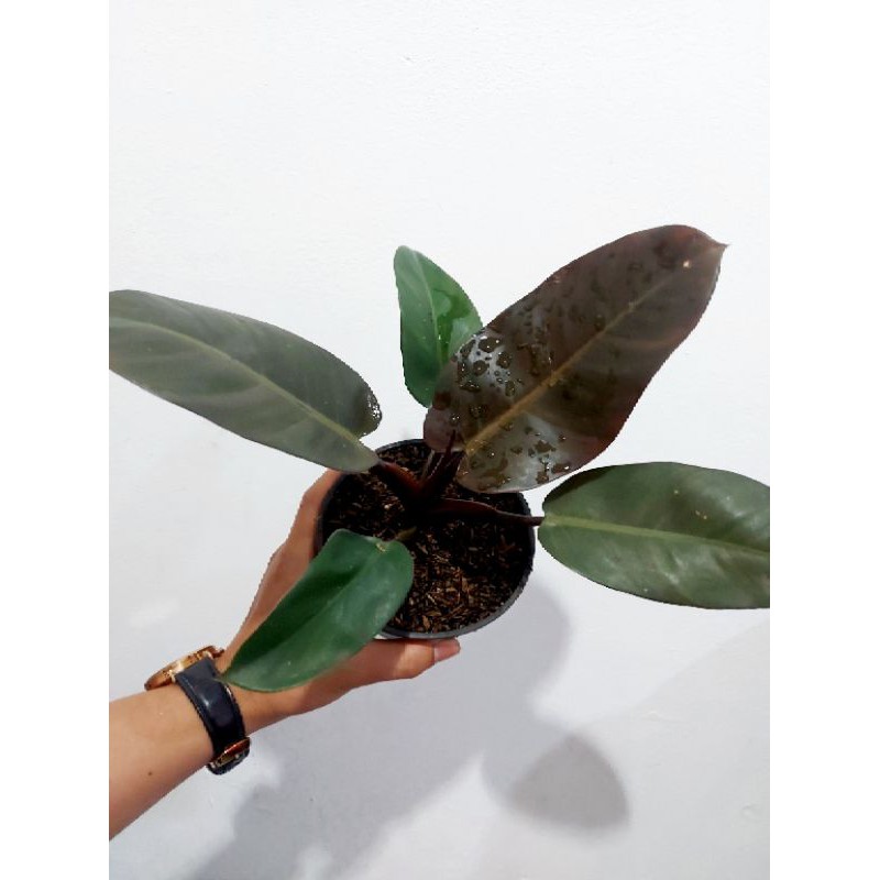 Philo black cardinal