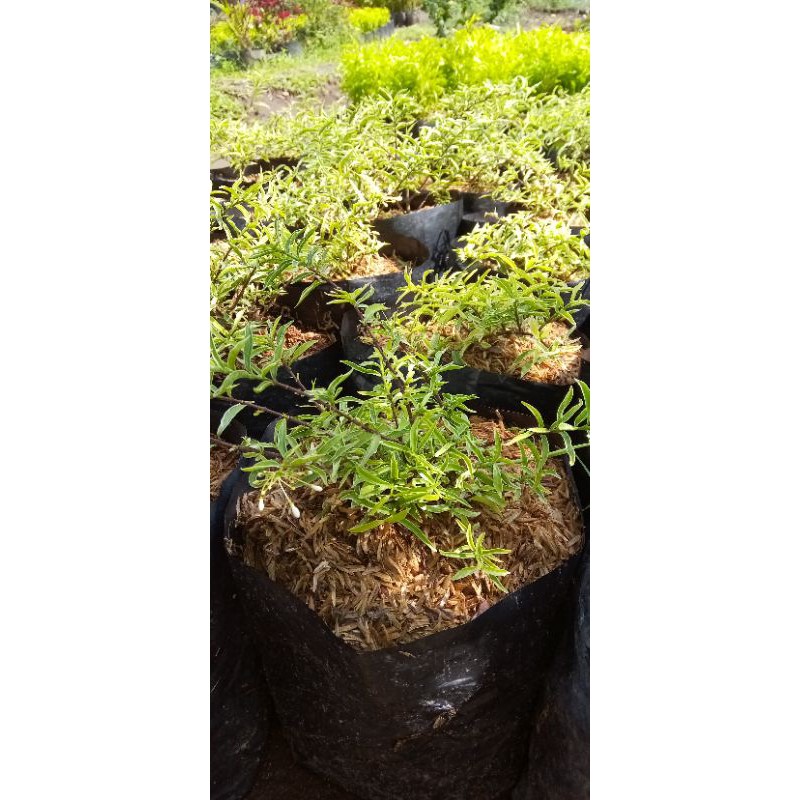 anting putri mikro varigata