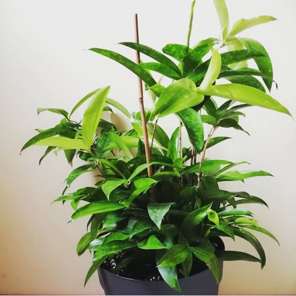 Tanaman Hias Indoor Mudah Perawatan Bambu Dracena Jepang Shopee Indonesia