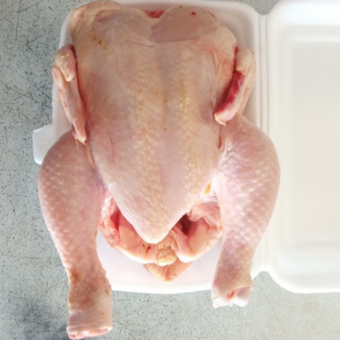 

Ayam Boiler Jumbo Berat 1,7-2Kg