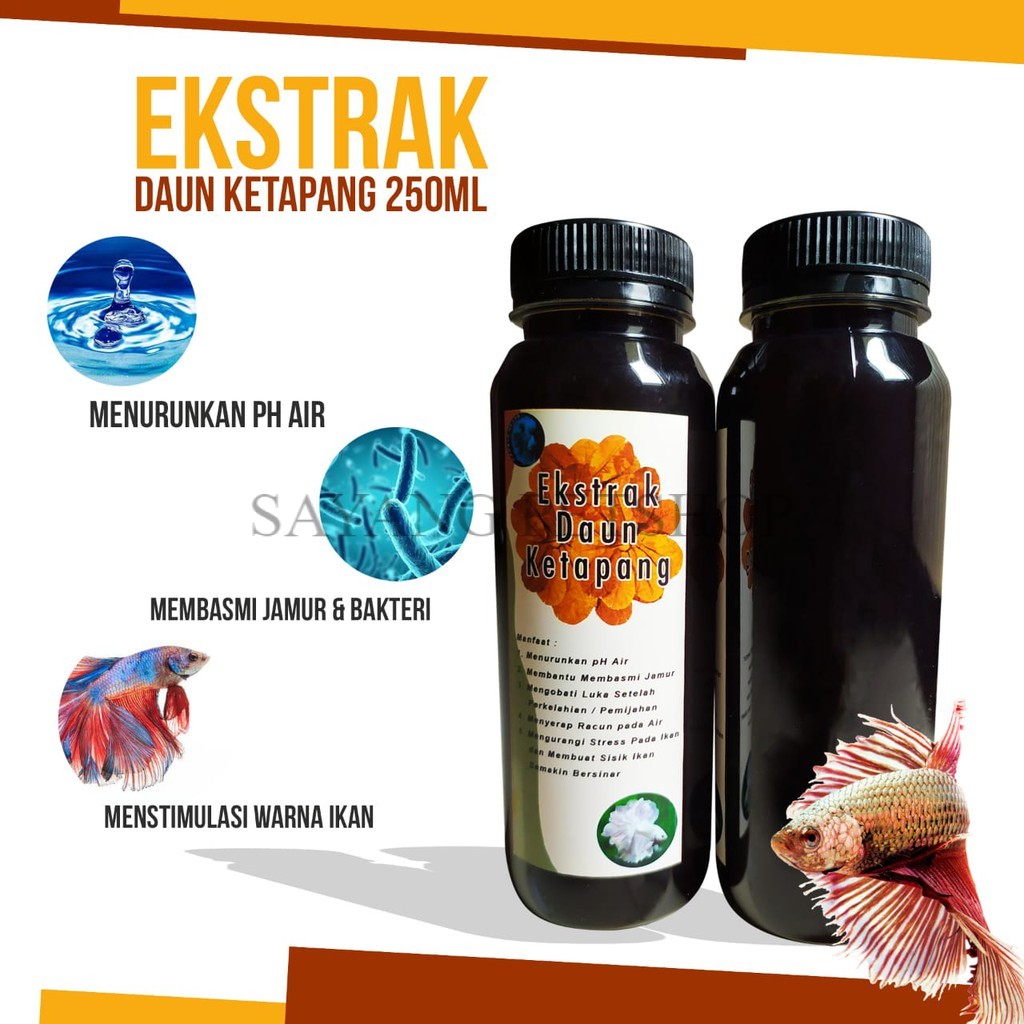 

EKSTRAK DAUN KETAPANG UNTUK IKAN CUPANG/IKANHIAS