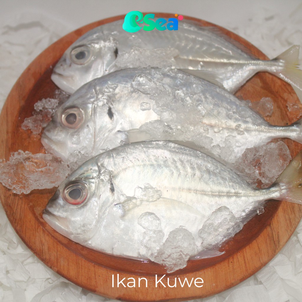

Esea Ikan Kuwe Segar Kualitas Premium Per Pack
