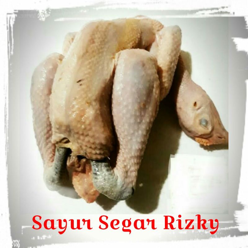 

Ayam Kampung Segar