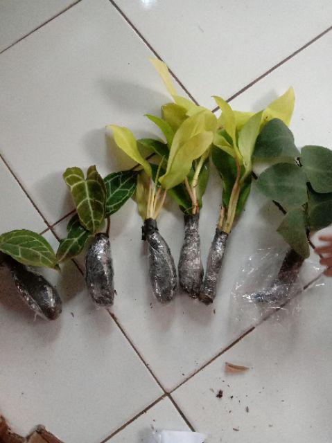 Tanaman Hias Bibit Kuping Gajah - Kuping Gajah