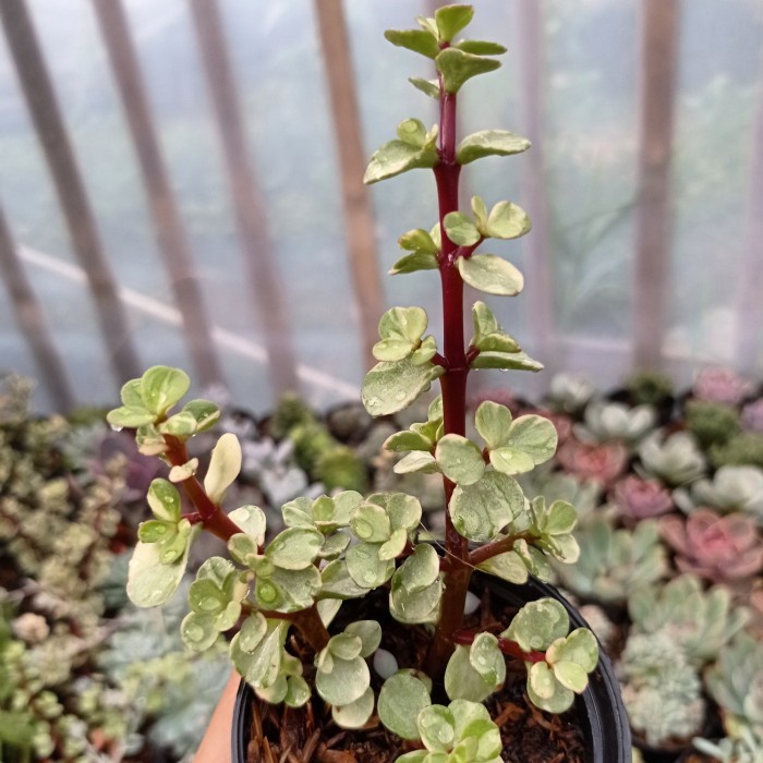 portulacaria afra variegata