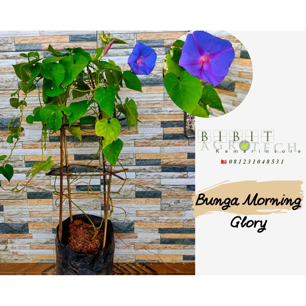 Bibit Tanama Bunga Morning Glory