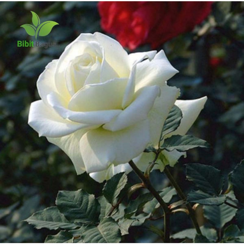 Bibit Mawar Putih Holland