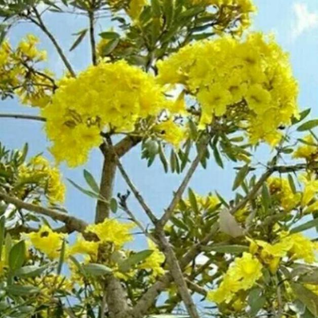 New Tanaman Hias Tabebuya- Pohon Tabebuya-Tanaman Hias-Tabebuya-Bibit Tanaman-Bunga Sakura-Bunga