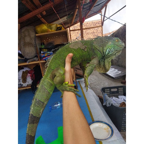 Green Iguana Jumbo