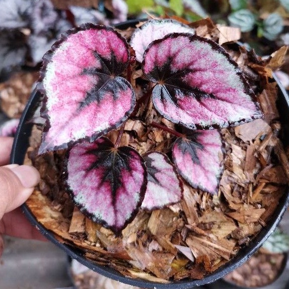 Tanaman hias begonia black pink beauty Tanaman Hidup-,Bunga Hidup Murah Bunga Hiasan rumah