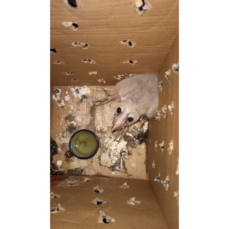 Burung hantu Barn owl/Tyto Alba/Serak jawa usia chick ke brancher awal cocok untuk latih skill