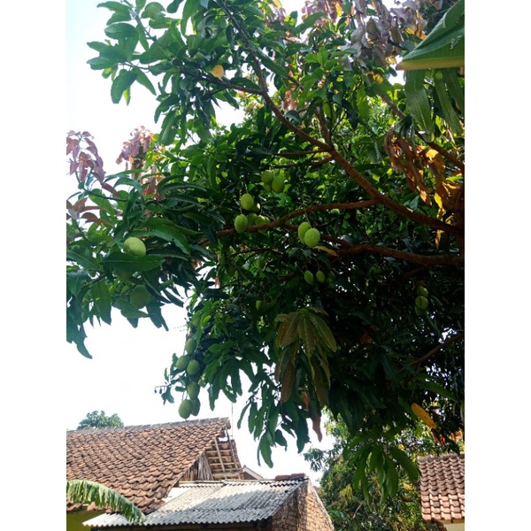 

pohon mangga