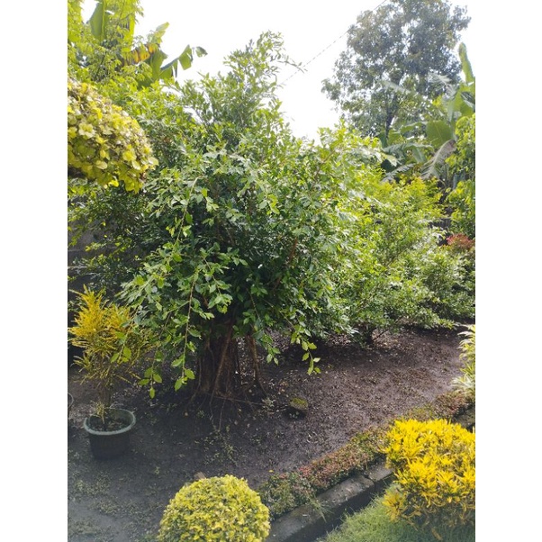 Kimeng bibit bonsai besar 1 paket isi 11 Biji